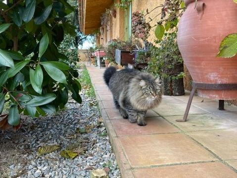 Aurora 2-Bed Cottage - Sleeps 4 - Montseny Park Arbúcies Extérieur photo